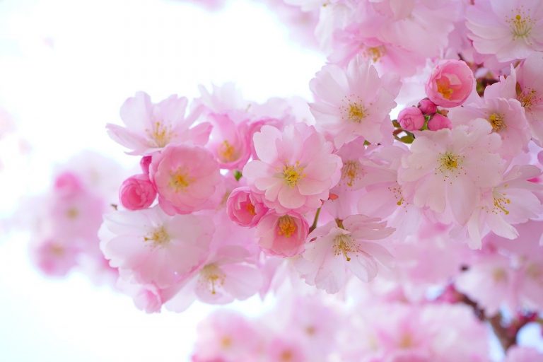 Japanese Cherry Trees Flowers Spring  - Hans / Pixabay