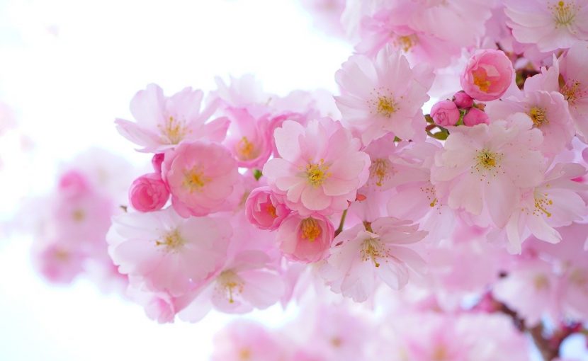 Japanese Cherry Trees Flowers Spring  - Hans / Pixabay